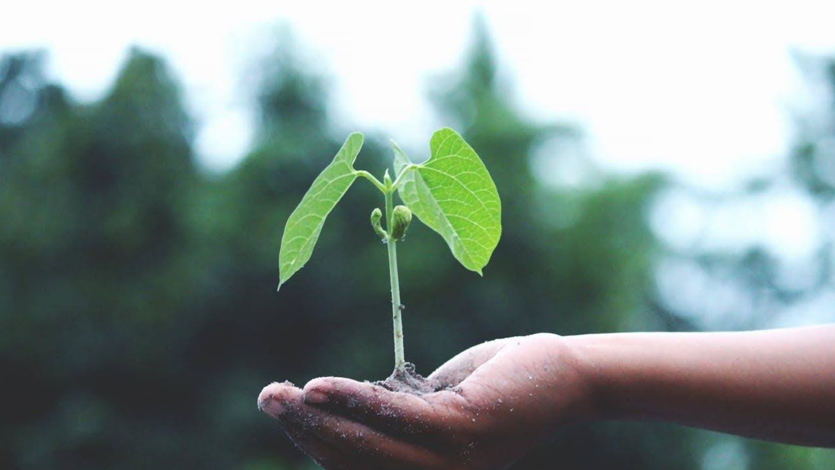  Person holding a green plant

